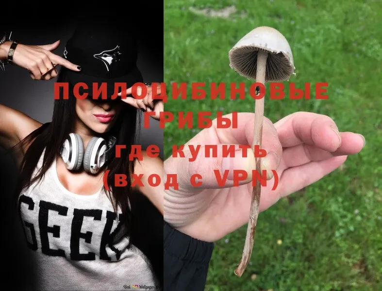 Галлюциногенные грибы Psilocybe Губкин